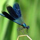 --- Gebänderte Prachtlibelle (Calopteryx splendens) ---