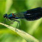 Gebänderte Prachtlibelle - Calopteryx splendens -