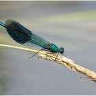 Gebänderte Prachtlibelle (Calopteryx splendens)