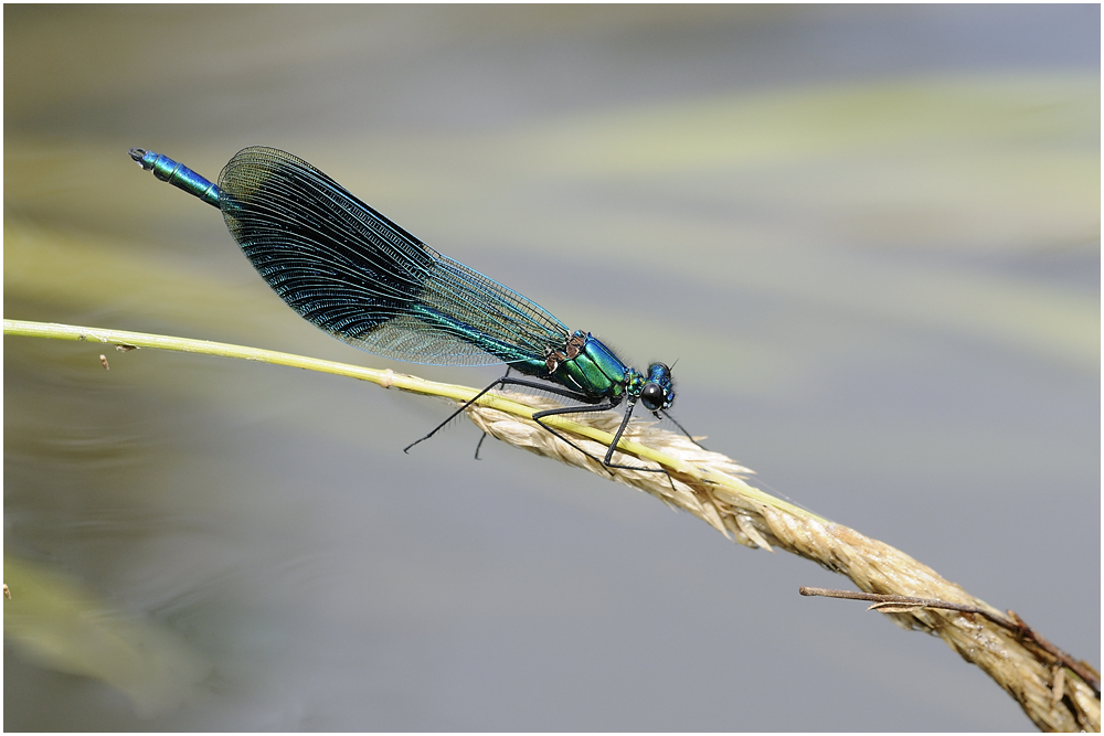 Gebänderte Prachtlibelle (Calopteryx splendens)