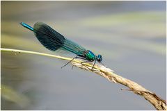 Gebänderte Prachtlibelle (Calopteryx splendens)