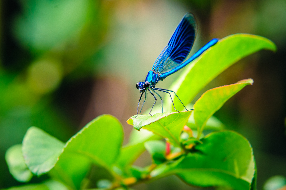 [ Gebänderte Prachtlibelle – Calopteryx splendens ]