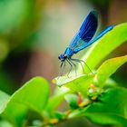 [ Gebänderte Prachtlibelle – Calopteryx splendens ]