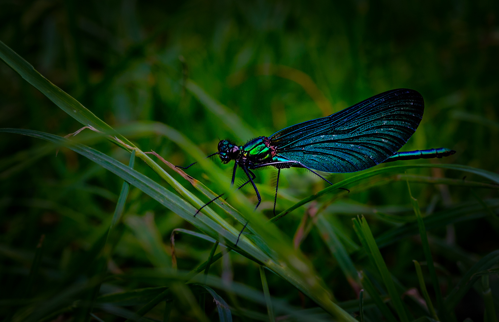 Gebänderte Prachtlibelle (Calopteryx splendens)