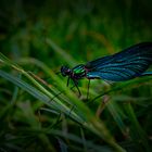 Gebänderte Prachtlibelle (Calopteryx splendens)