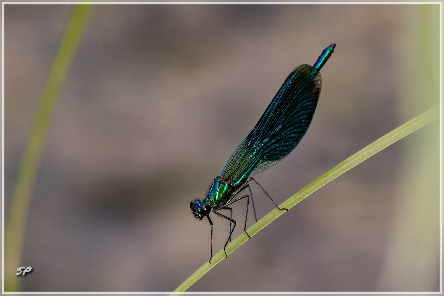 Gebänderte Prachtlibelle (Calopteryx splendens)