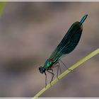 Gebänderte Prachtlibelle (Calopteryx splendens)