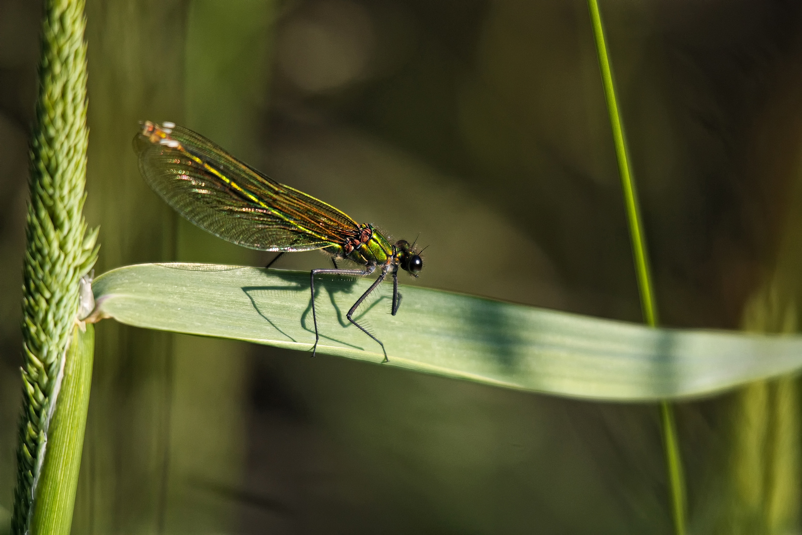 Gebänderte Prachtlibelle (Calopteryx splendens) I