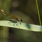 Gebänderte Prachtlibelle (Calopteryx splendens) I