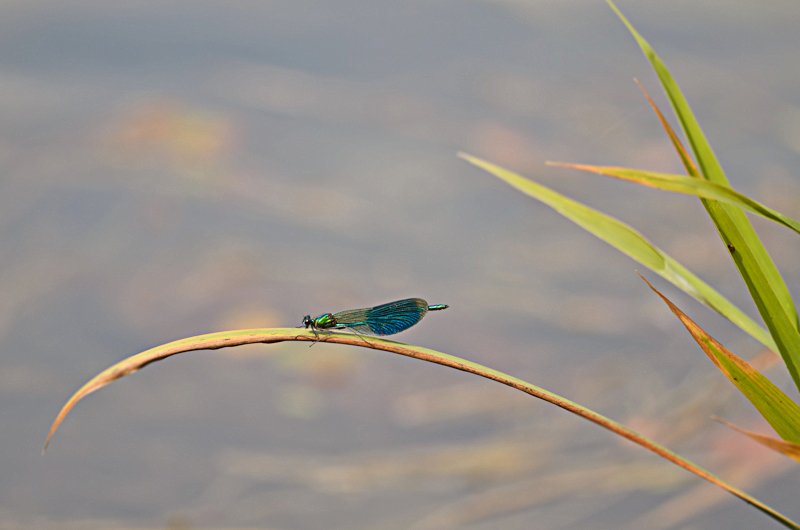 Gebänderte Prachtlibelle (Calopteryx splendens) I