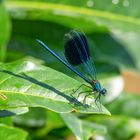 Gebänderte Prachtlibelle (Calopteryx splendens) (I)