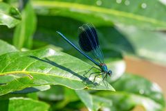 Gebänderte Prachtlibelle (Calopteryx splendens) (I)