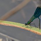 Gebänderte Prachtlibelle (Calopteryx splendens) II