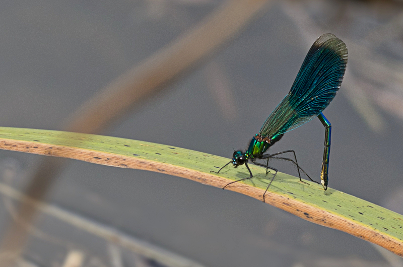 Gebänderte Prachtlibelle (Calopteryx splendens) II