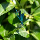 Gebänderte Prachtlibelle (Calopteryx splendens) (II)