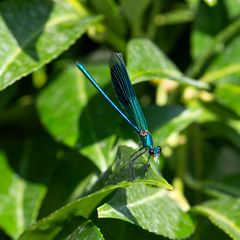 Gebänderte Prachtlibelle (Calopteryx splendens) (III)