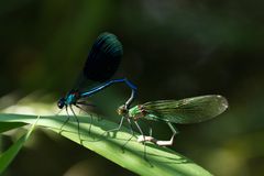 Gebaenderte Prachtlibelle (Calopteryx splendens) im Tandem