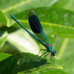 Gebänderte Prachtlibelle (Calopteryx splendens) (IV)