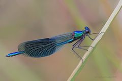 Gebänderte Prachtlibelle (Calopteryx splendens) M_