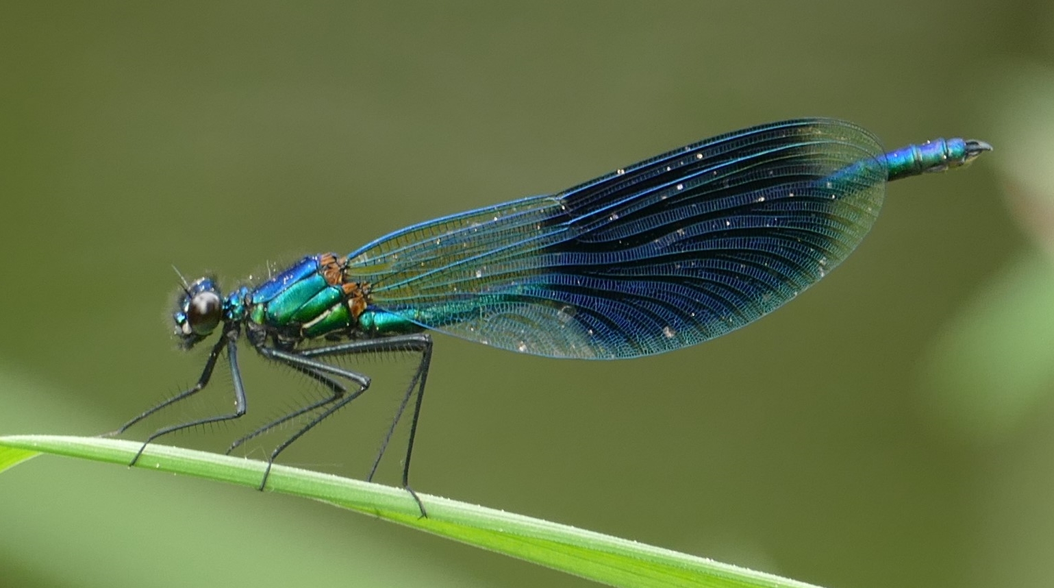 Gebänderte Prachtlibelle – Calopteryx splendens (m)