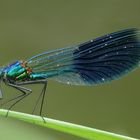 Gebänderte Prachtlibelle – Calopteryx splendens (m)