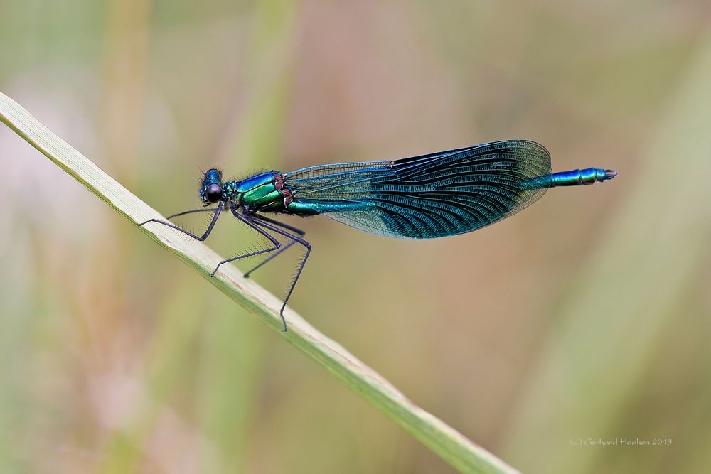 Gebänderte Prachtlibelle (Calopteryx splendens) M