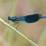 Gebänderte Prachtlibelle (Calopteryx splendens) M