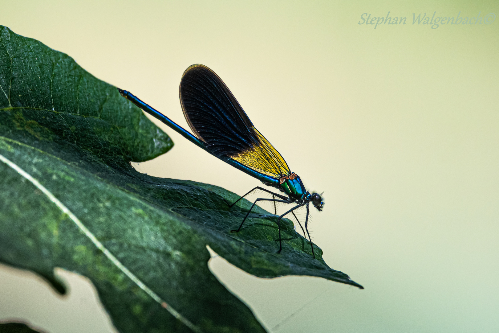 Gebänderte Prachtlibelle (Calopteryx splendens) m. auf einem Feigenblatt 