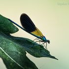 Gebänderte Prachtlibelle (Calopteryx splendens) m. auf einem Feigenblatt 