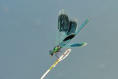 Gebänderte Prachtlibelle (Calopteryx splendens) Männchen