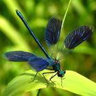 Gebänderte Prachtlibelle (Calopteryx splendens), Männchen