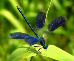 Gebänderte Prachtlibelle (Calopteryx splendens), Männchen