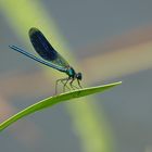 Gebänderte Prachtlibelle  (Calopteryx splendens) Männchen