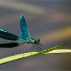 Gebänderte Prachtlibelle - Calopteryx splendens- Männchen  - 2 -