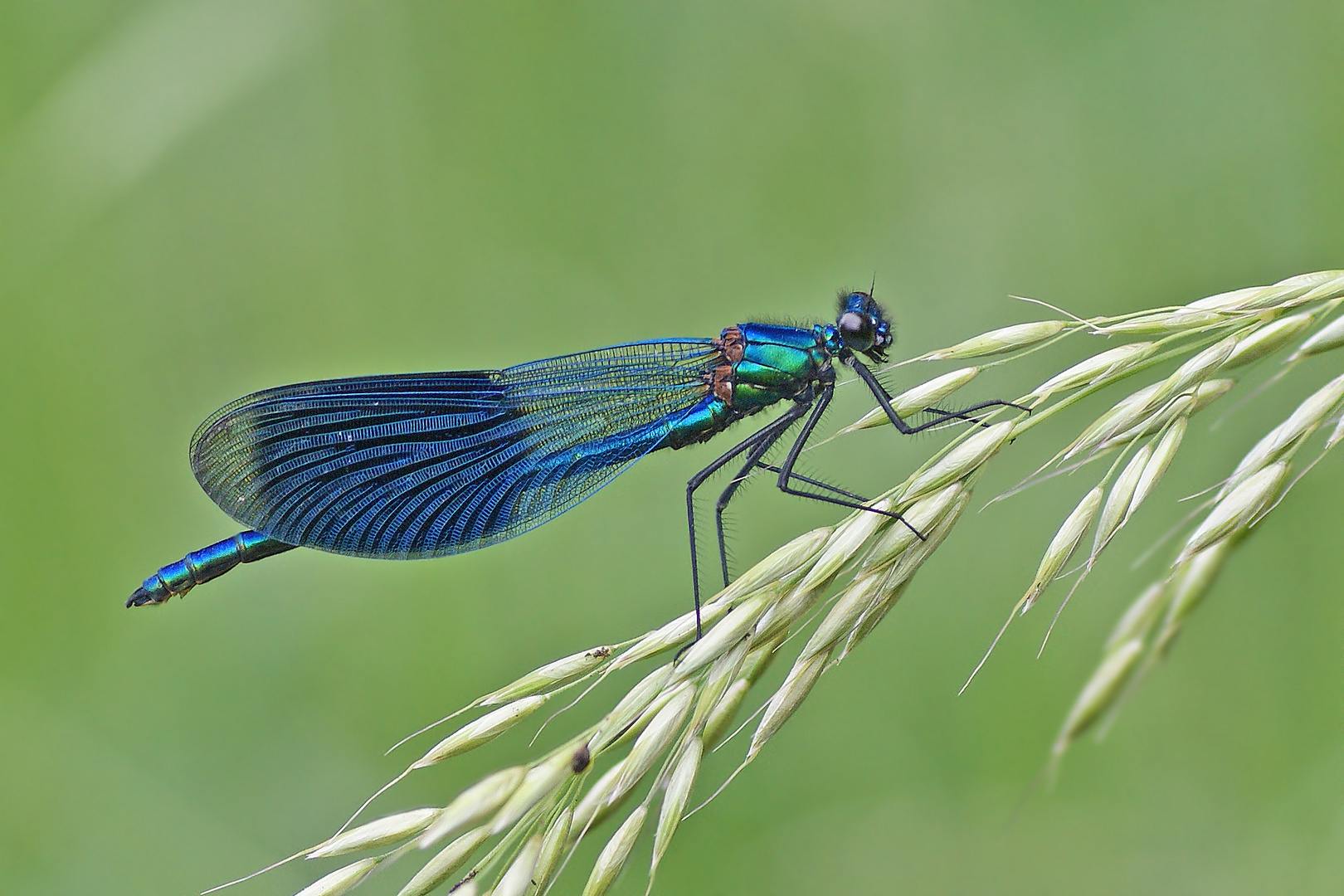 Gebänderte Prachtlibelle (Calopteryx splendens), Männchen