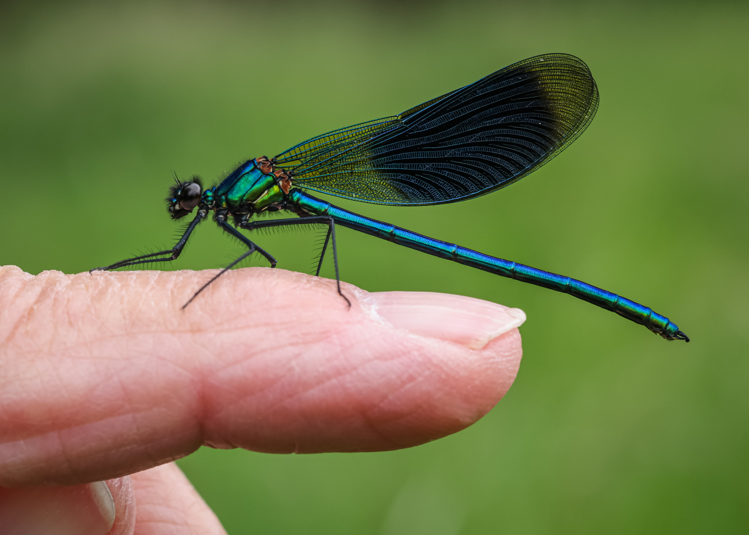 Gebänderte Prachtlibelle (Calopteryx splendens) Männchen