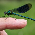 Gebänderte Prachtlibelle (Calopteryx splendens) Männchen