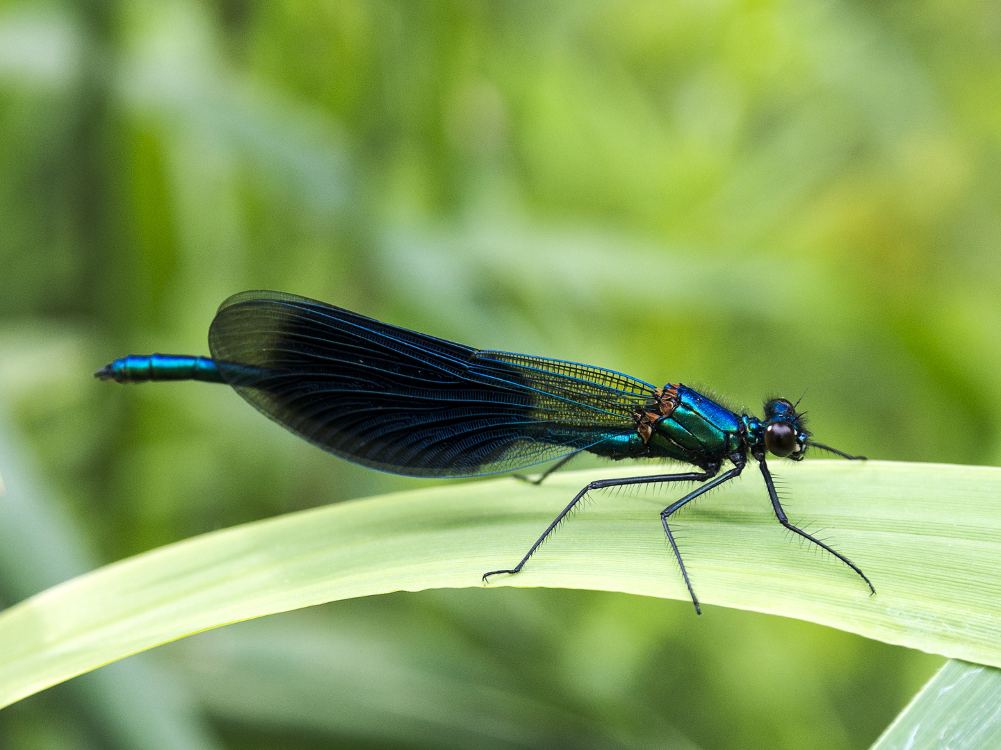 Gebänderte Prachtlibelle (Calopteryx splendens), Männchen