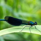 Gebänderte Prachtlibelle (Calopteryx splendens), Männchen