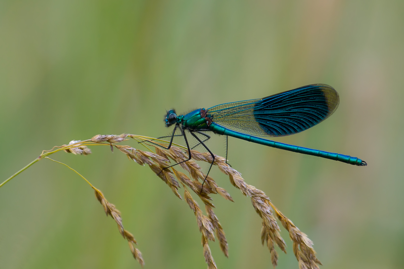 Gebänderte Prachtlibelle (Calopteryx splendens), Männchen