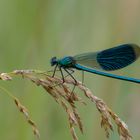 Gebänderte Prachtlibelle (Calopteryx splendens), Männchen