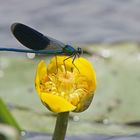 Gebänderte Prachtlibelle (Calopteryx splendens), Männchen