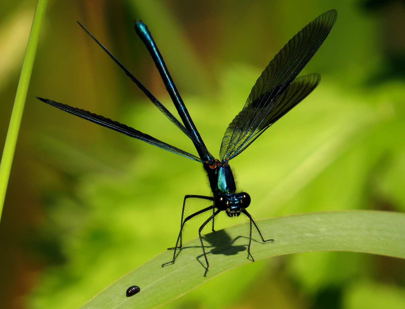 Gebänderte Prachtlibelle (Calopteryx splendens), Männchen