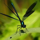 Gebänderte Prachtlibelle (Calopteryx splendens), Männchen