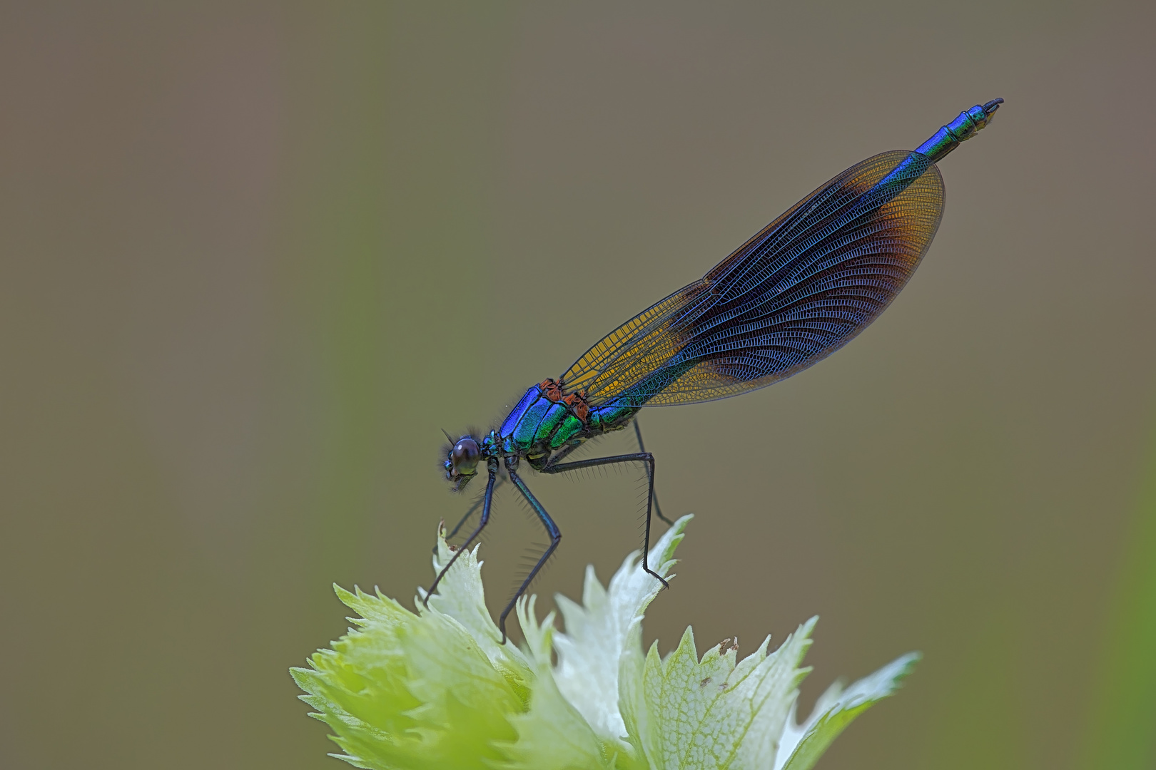 Gebänderte Prachtlibelle (Calopteryx splendens), Männchen