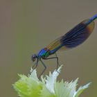 Gebänderte Prachtlibelle (Calopteryx splendens), Männchen