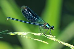 Gebänderte Prachtlibelle – (Calopteryx splendens) Männchen