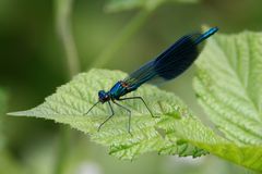 Gebänderte Prachtlibelle (Calopteryx splendens), Männchen