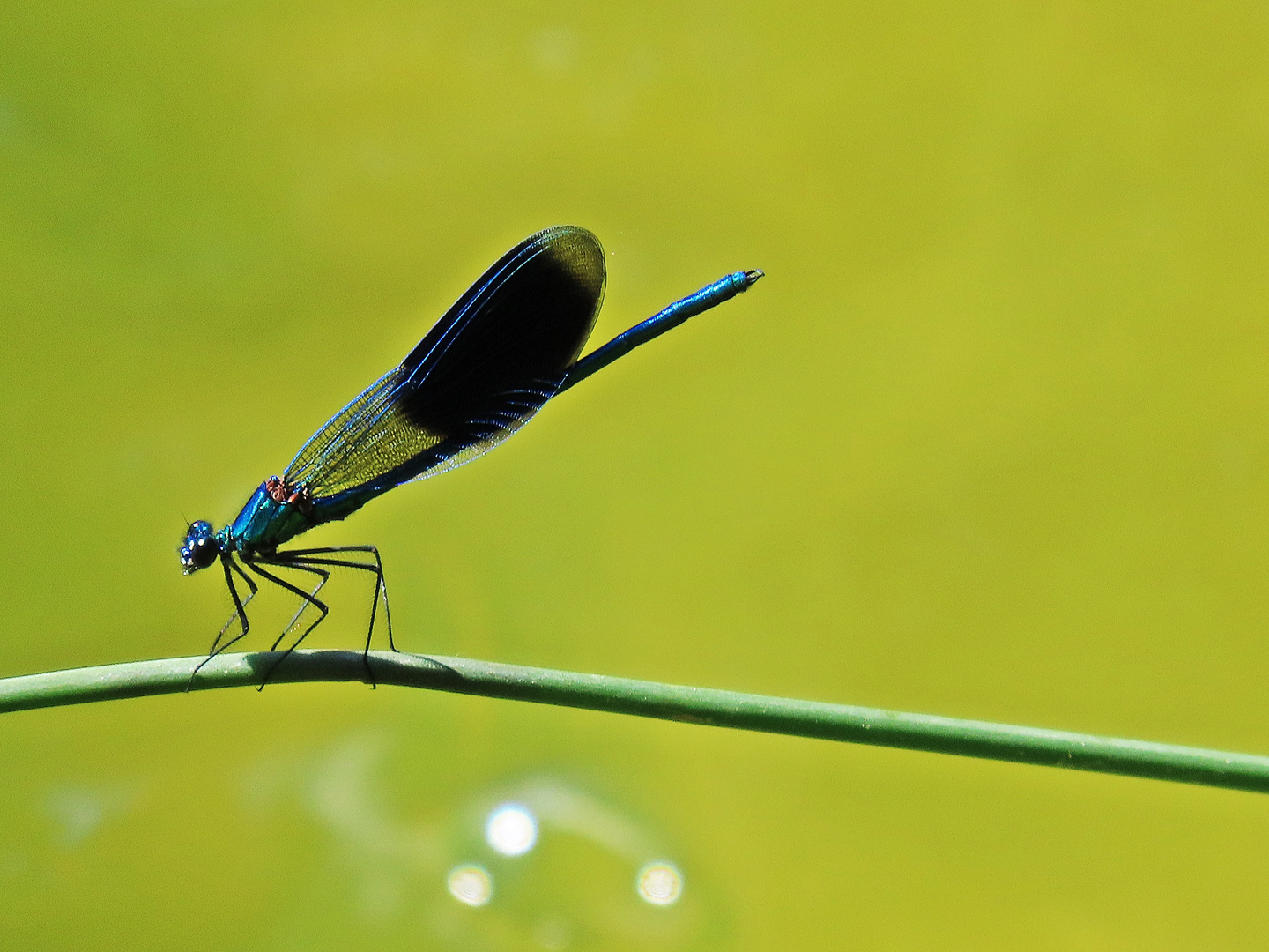 Gebänderte Prachtlibelle (Calopteryx splendens), Männchen