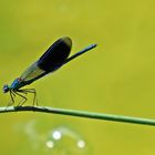 Gebänderte Prachtlibelle (Calopteryx splendens), Männchen